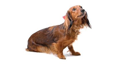 dachshund-expanded