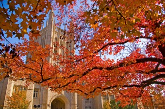 Sweetgum (Liquidambar styraciflua) frames the Memorial Union.