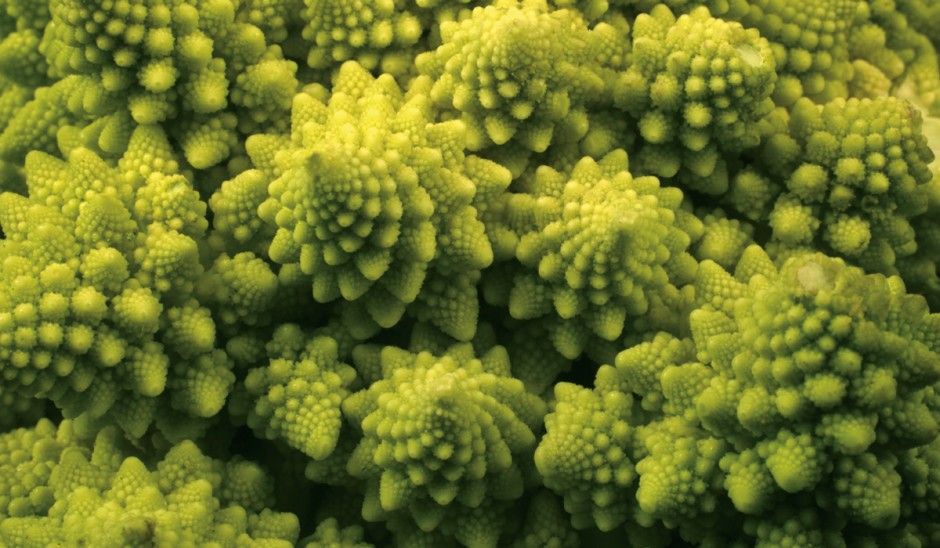 Closeup of broccoli.