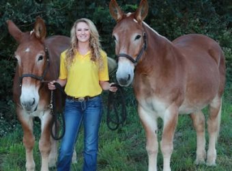 Picture of MU student Carley Brucks with two mules