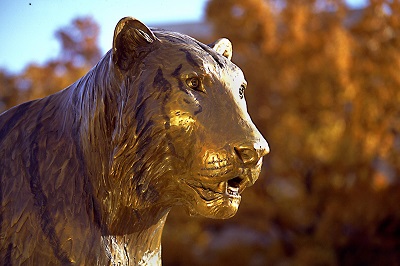 Picture of the Tiger statue on campus