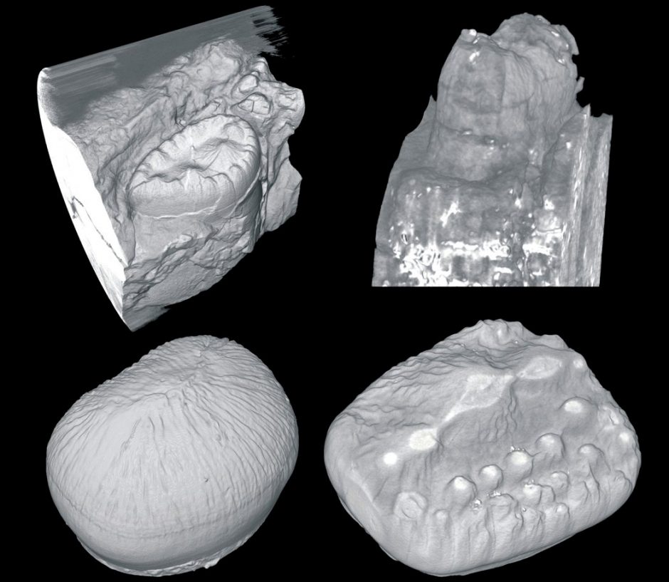 Examples of fossilized crocodile teeth.