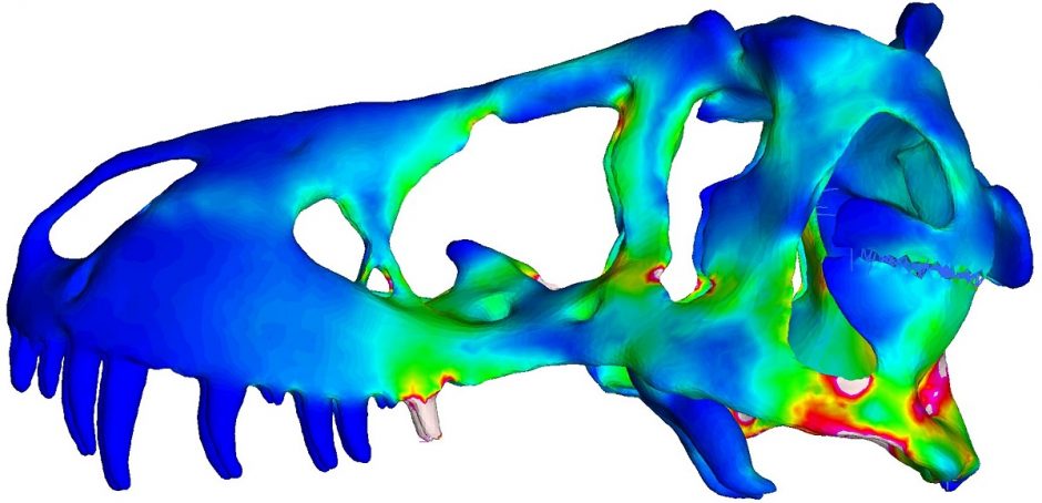 Imaging of a Tyrannosaurus rex skull showing muscle activation