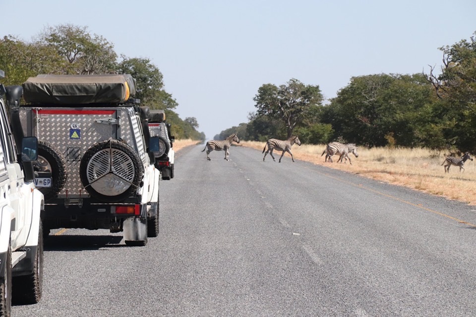 Picture of the cadets' vehicles encountering a group of zebras