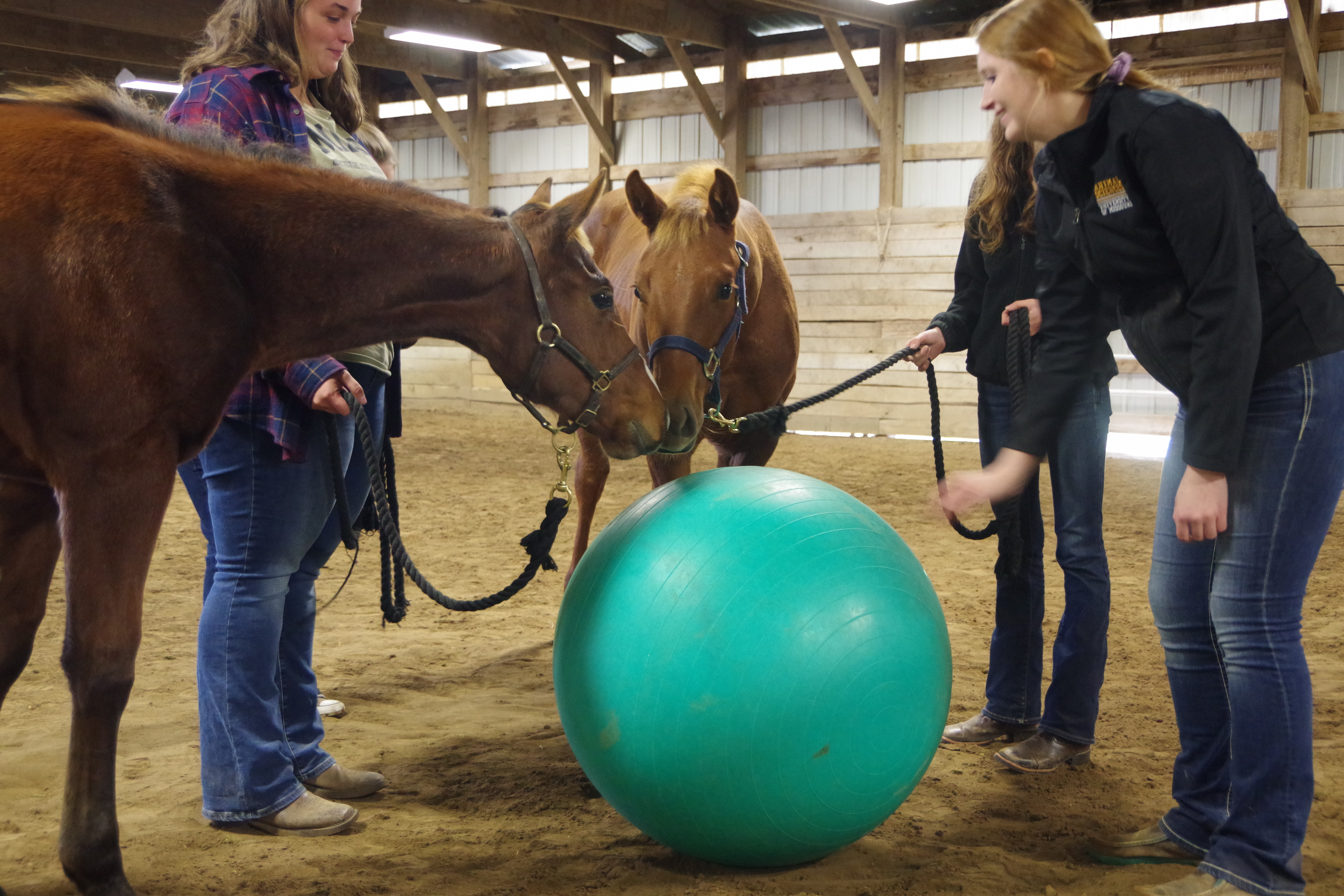 This is a picture of two horses interacting with a ball.