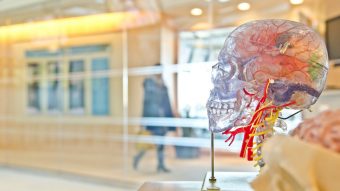 brain medical art