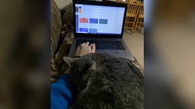 person working at laptop with cat on lap