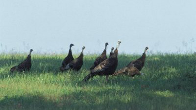 An adult wild turkey hen with its poults (young turkeys).