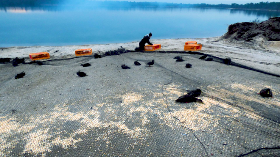 Researchers catch black ducks using a large net.
