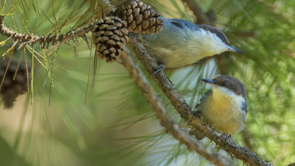 This is a picture of two brown-headed nuthatches