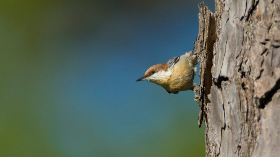 This is an image of a brown-headed nuthatch bird.