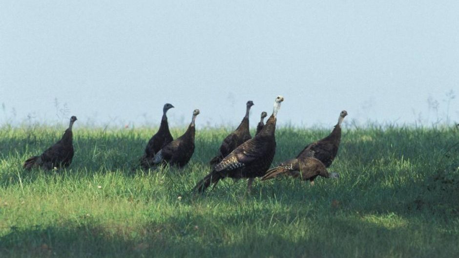 This is a photo of turkeys.