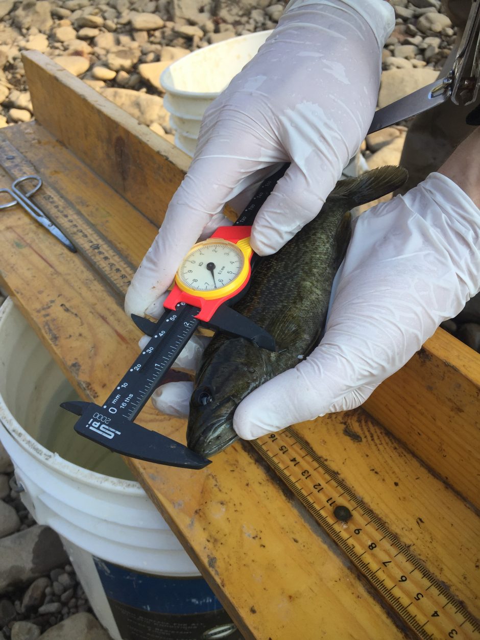 More than ‘just a fish’ story // Show Me Mizzou // University of Missouri