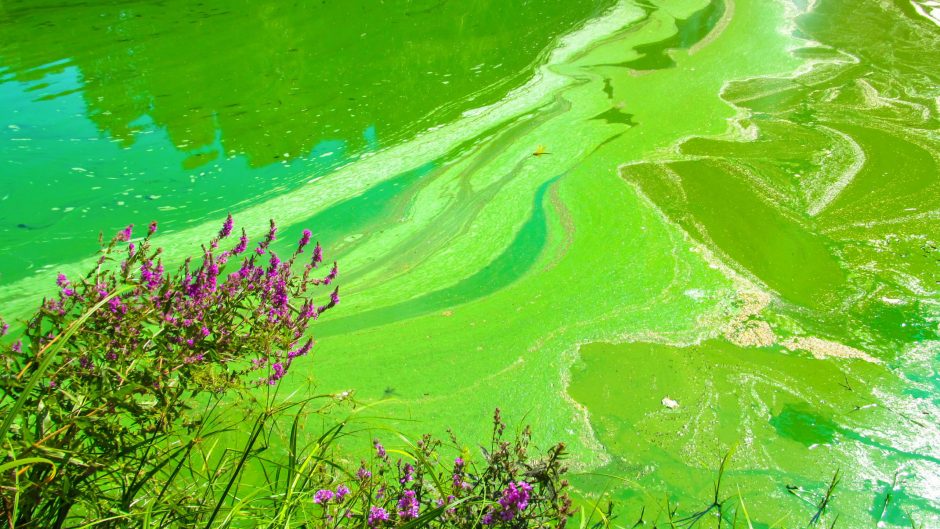 Cyanobacterial algae is a threat in all 50 states and around the world. Source: Shutterstock