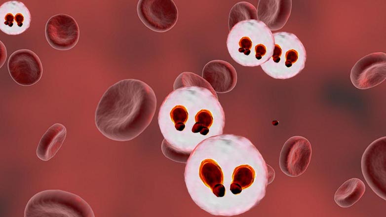This illustration of red blood cells shows cells infected with the malaria parasite.