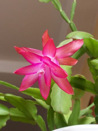 christmas cactus