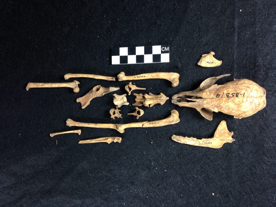 An island fox skeleton