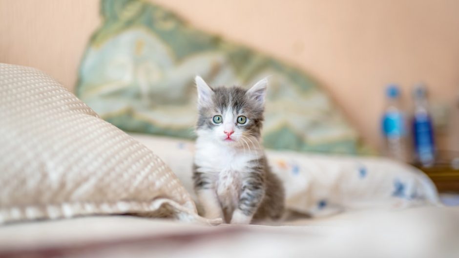 This is a photo of a cat. Source: Shutterstock