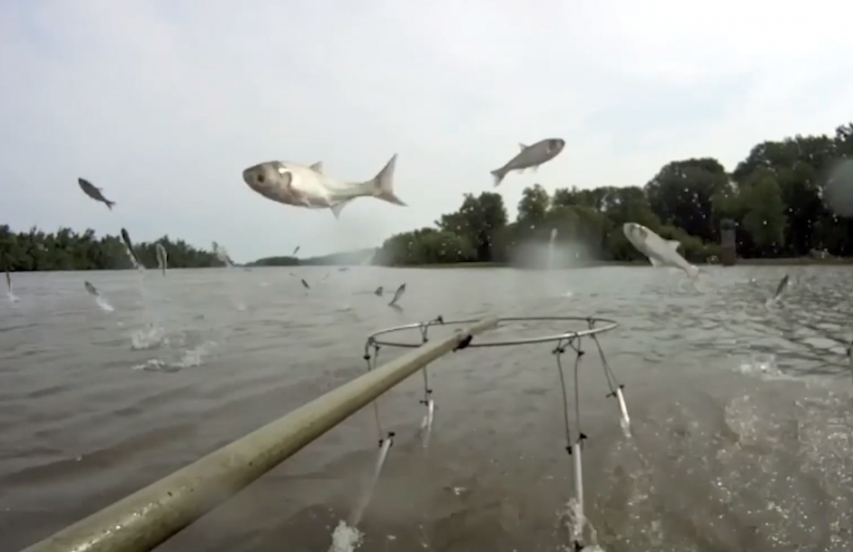Asian carp could pulverize world hunger, MU researcher finds // Show Me