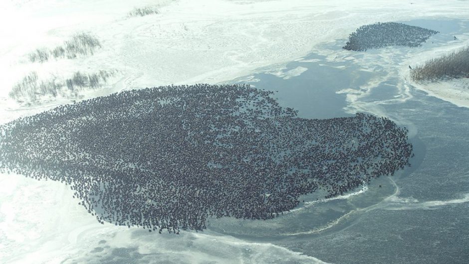 a body of water with thousands of water fowl on it