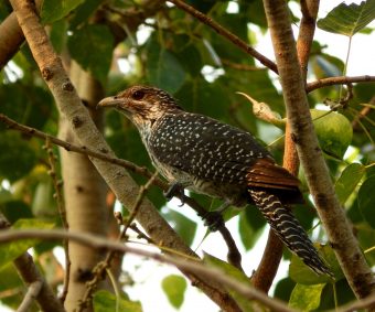 This is a picture of an asian koel.