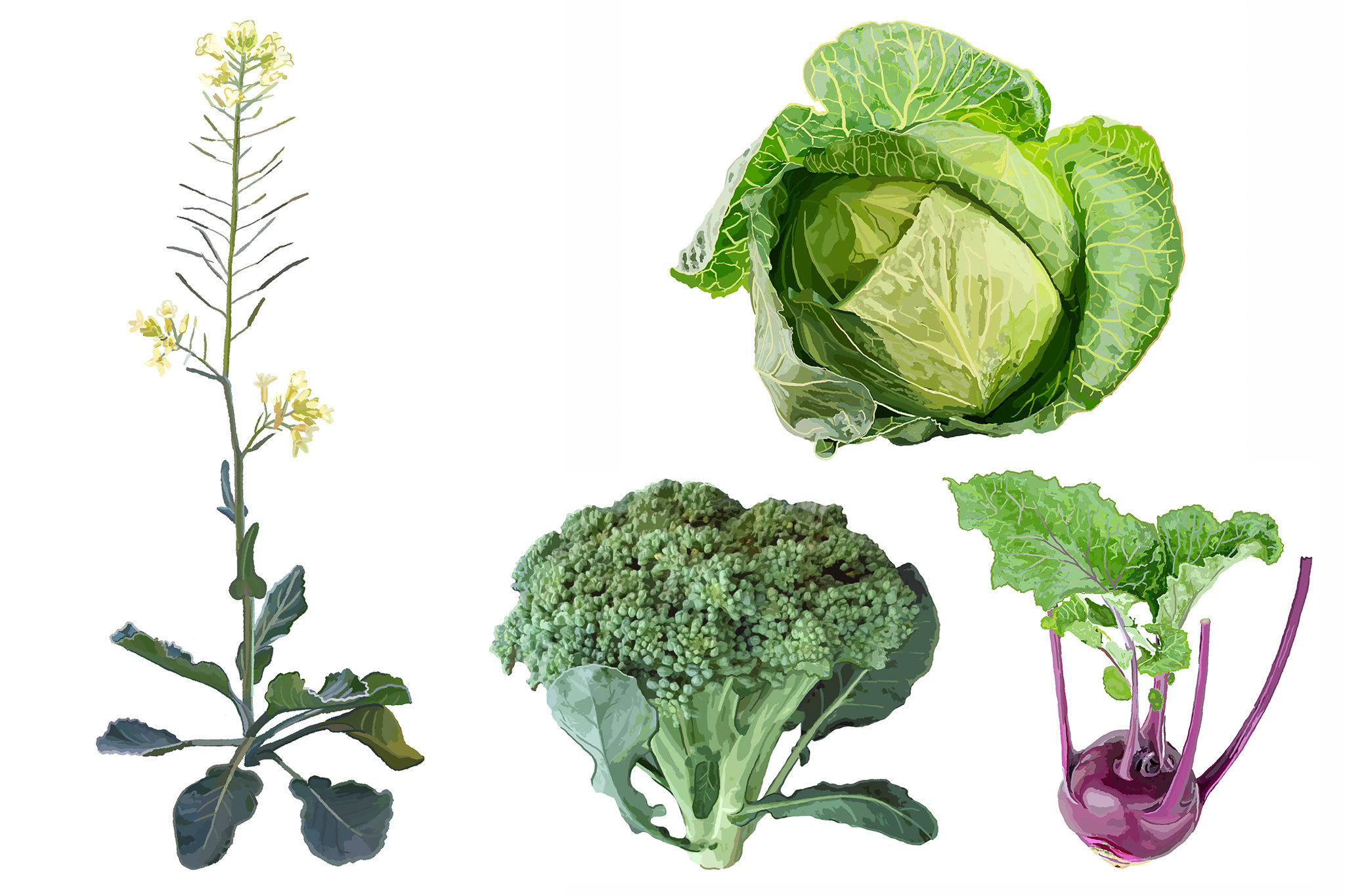 illustration of brassica plant and vegetables