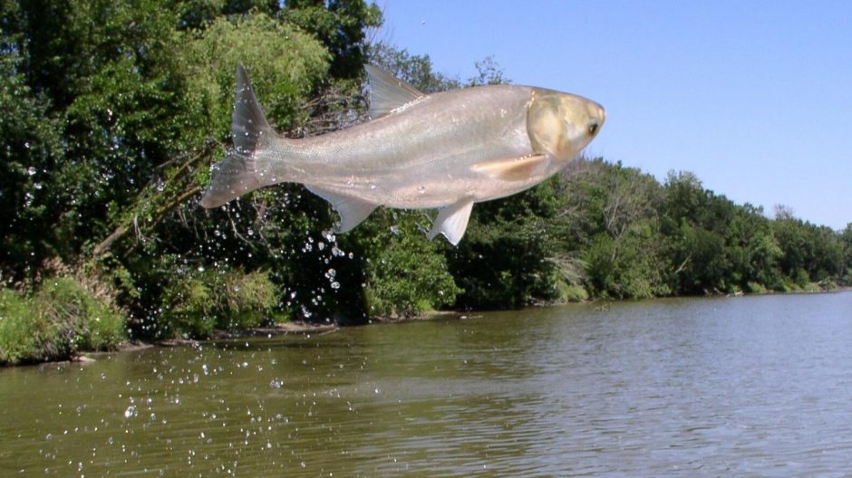 picture of a jumping silver carp