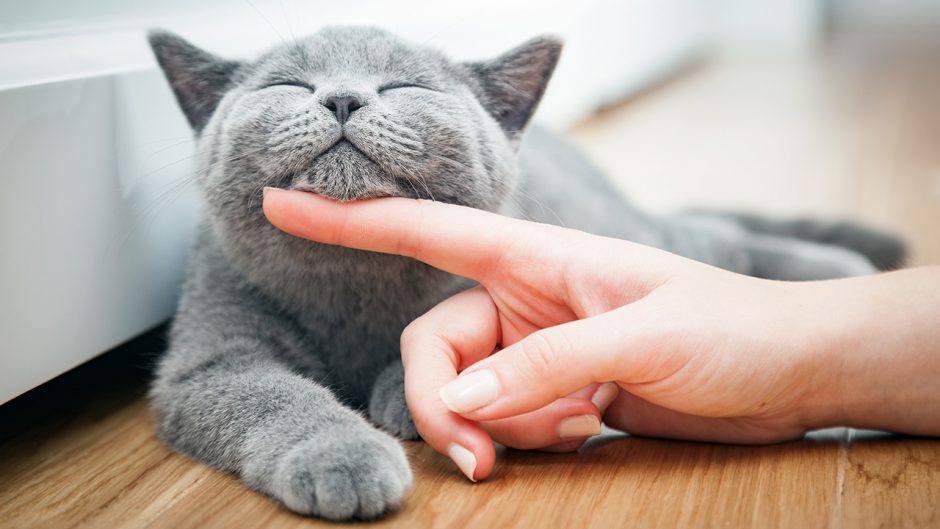 image of a cat being petted Source: Shutterstock