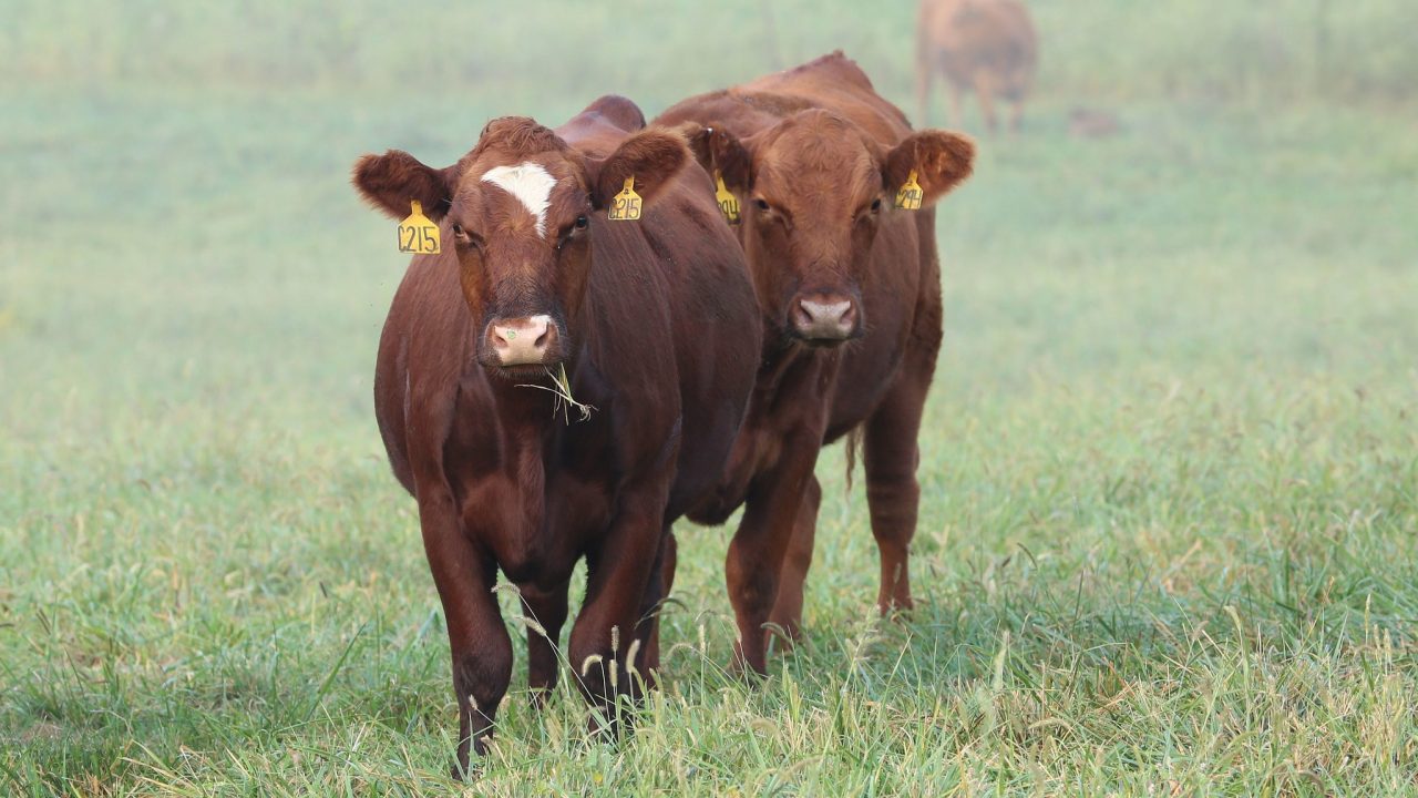 This is a picture of two brown cows.