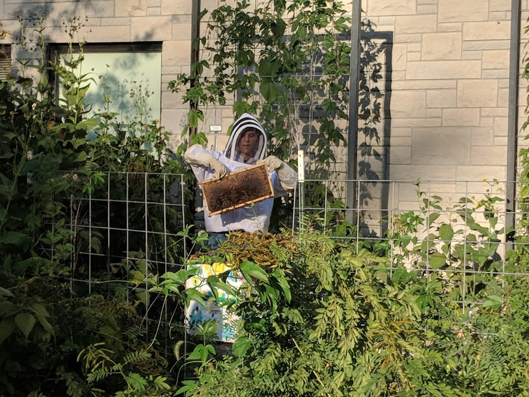 a person in beekeeping gear handles the hive
