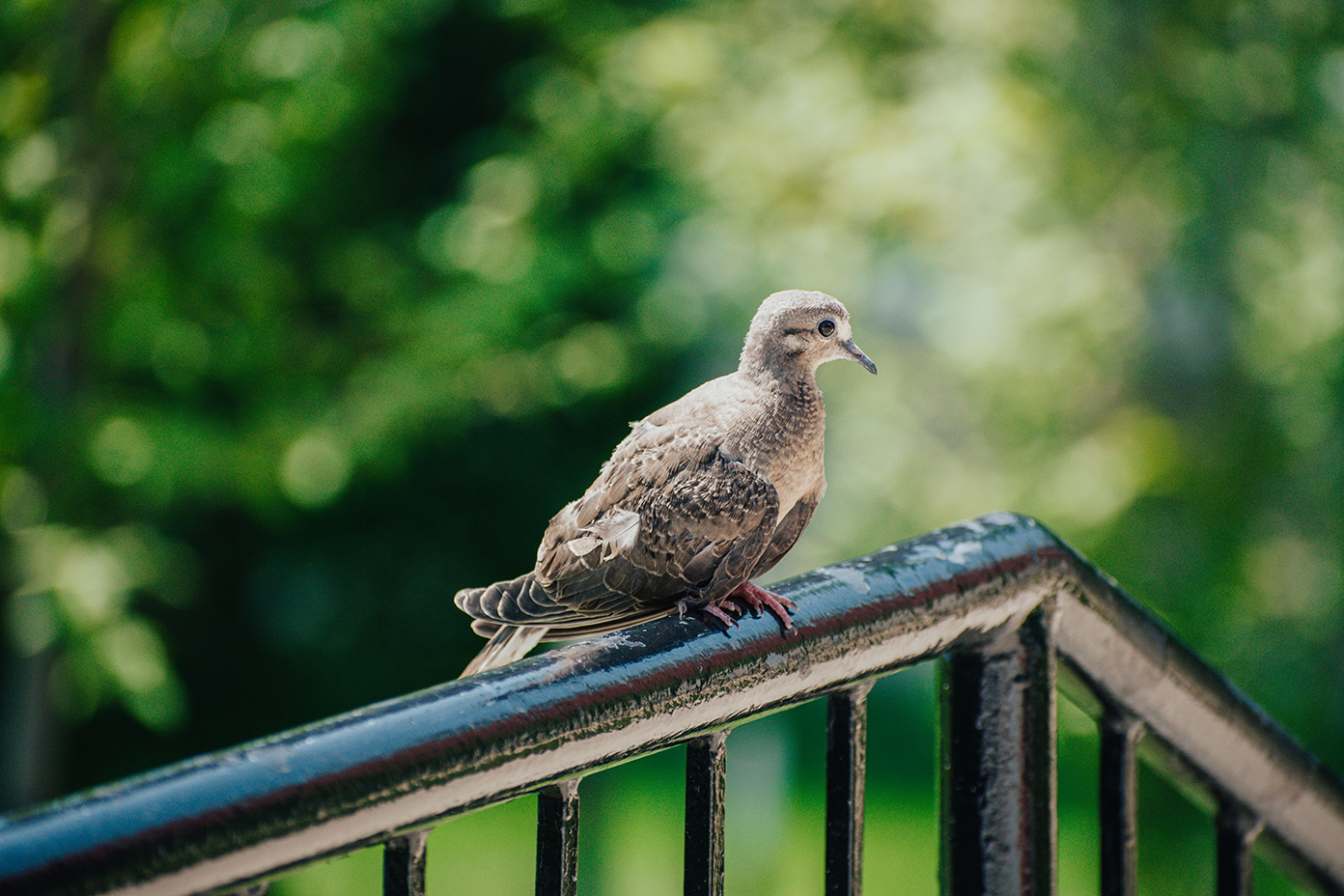 a bird sitting on a handrail 