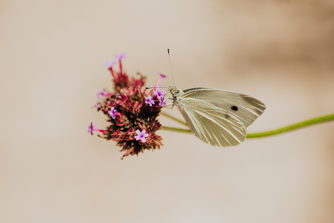 close-up of a butterfly