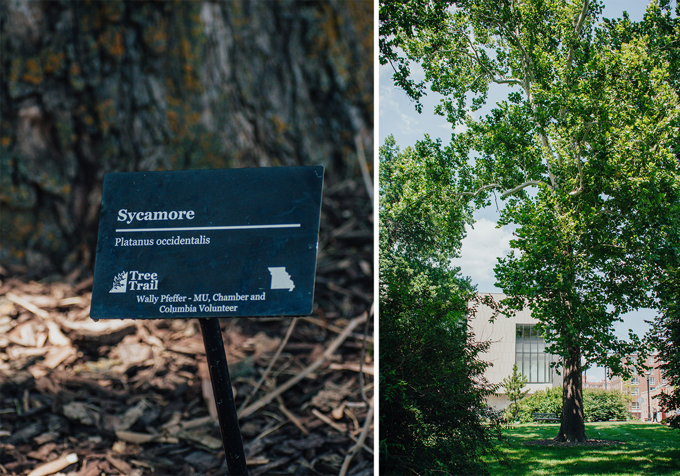 a plaque for a sycamore tree, the tree is pictured on the right