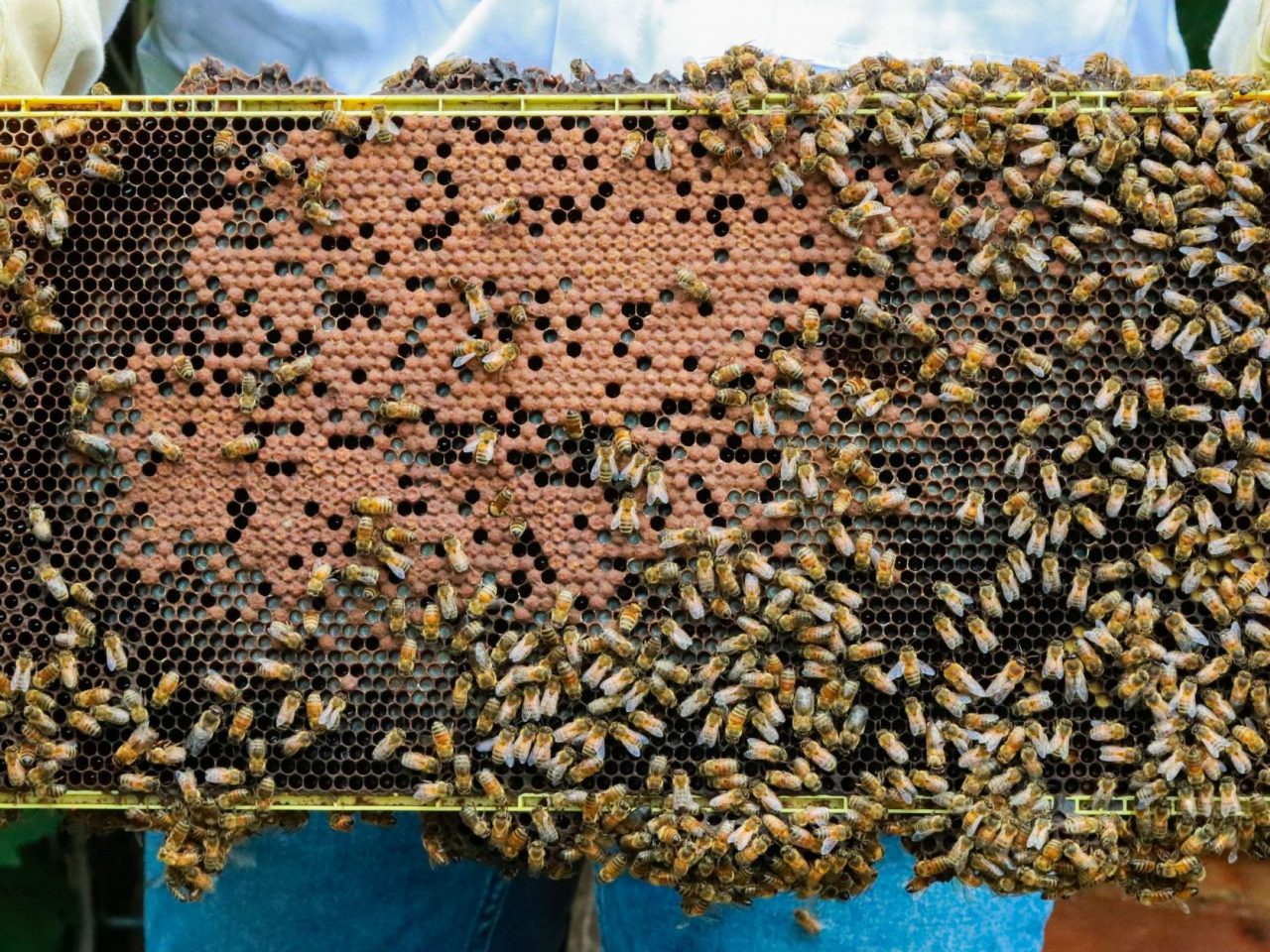 this is a photo of a beehive