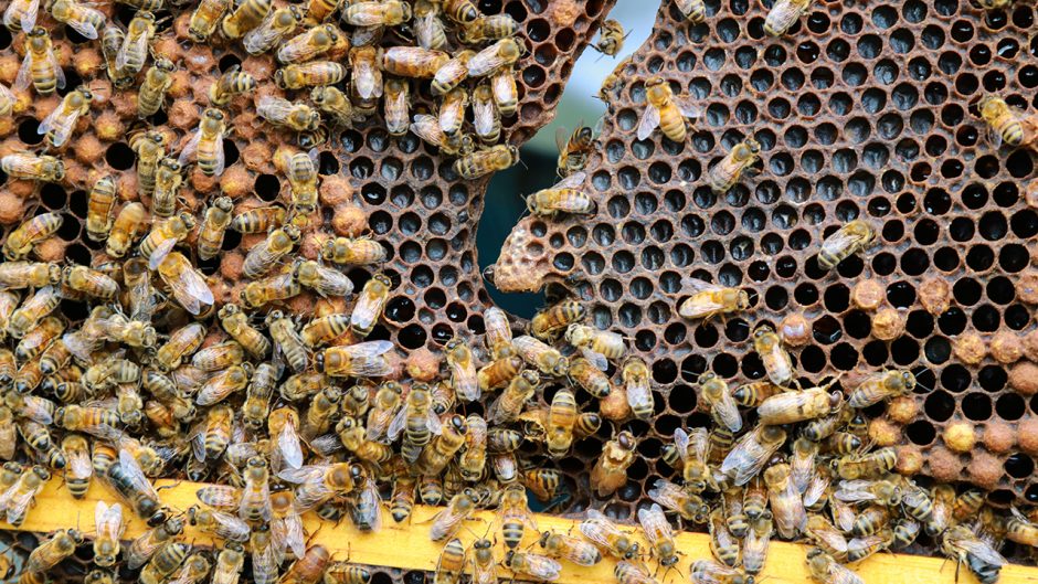 This is an image of bees.