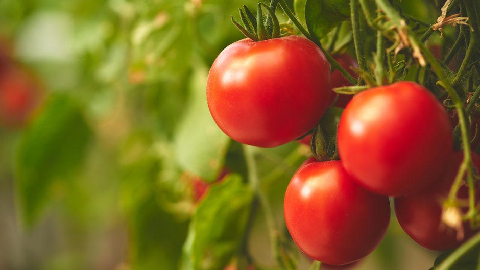 image of a tomato Source: Shutterstock