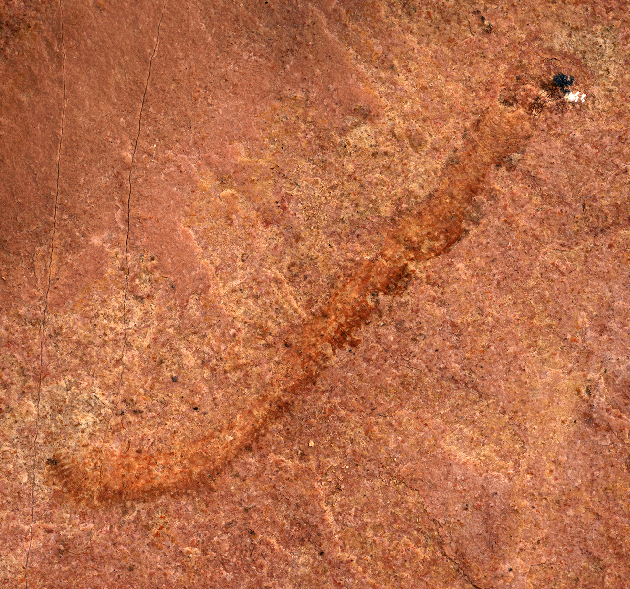 The worm-like creature's fossil is visible as dark red rock in slightly lighter red rock