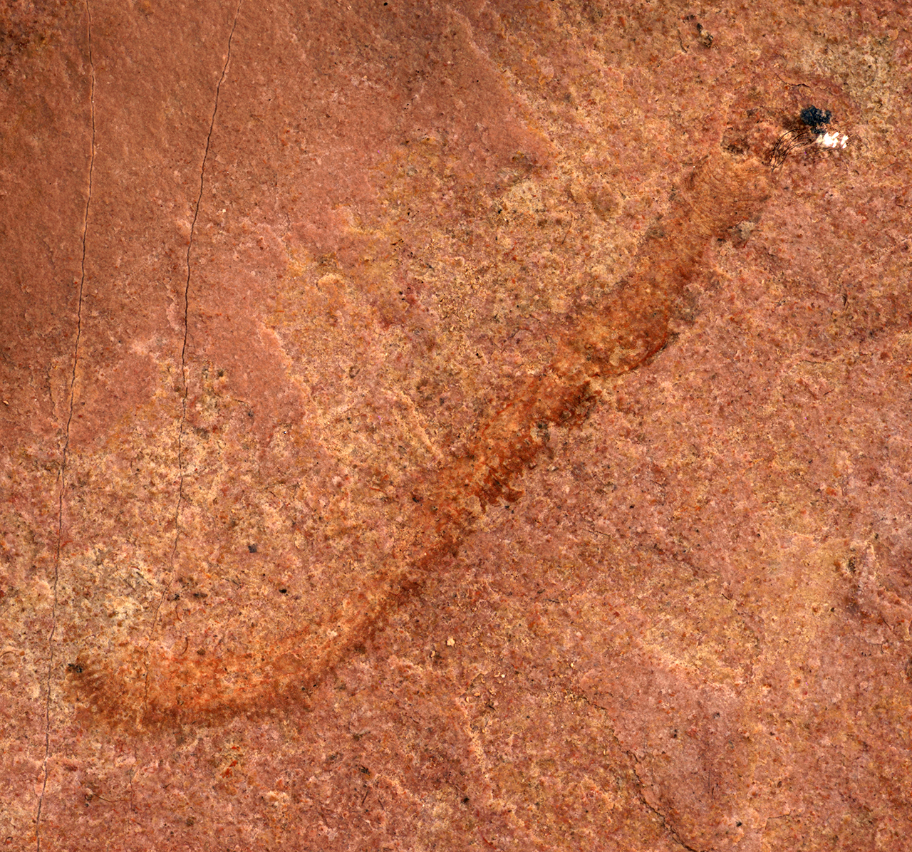 500-million-year-old fossil represents rare discovery of ancient animal in  North America // Show Me Mizzou // University of Missouri