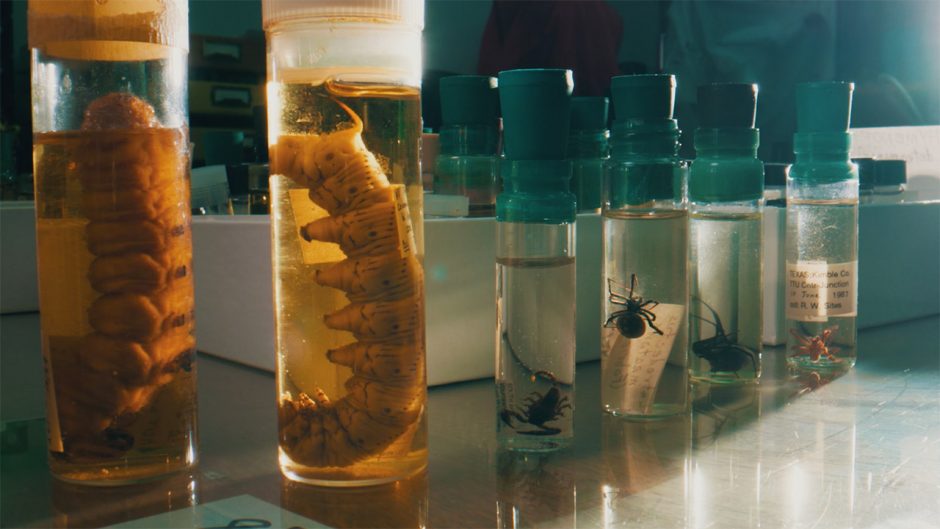 bugs in jars