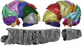 3D-models of the species’ individual armor plates