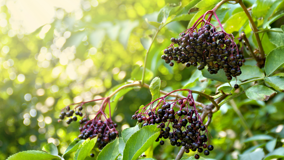 This is a photo of an elderberry plant