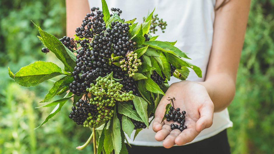 Girl holds in hands clusters fruit black elderberry in garden (Sambucus nigra). Elder, black elder. European black elderberry background. Source: Shutterstock