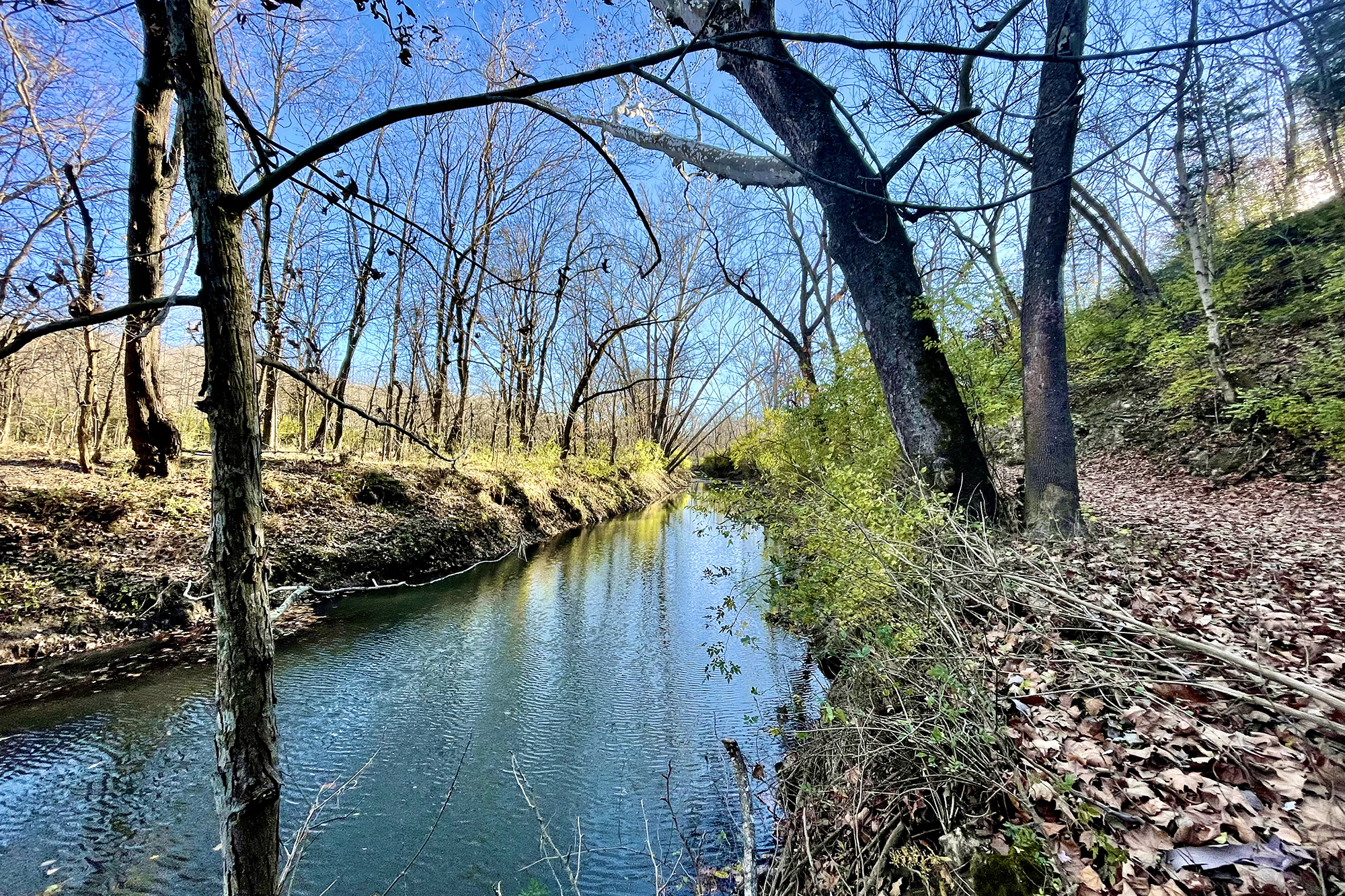 a creek and trees on a sunny day. there are lots of leaves on the ground