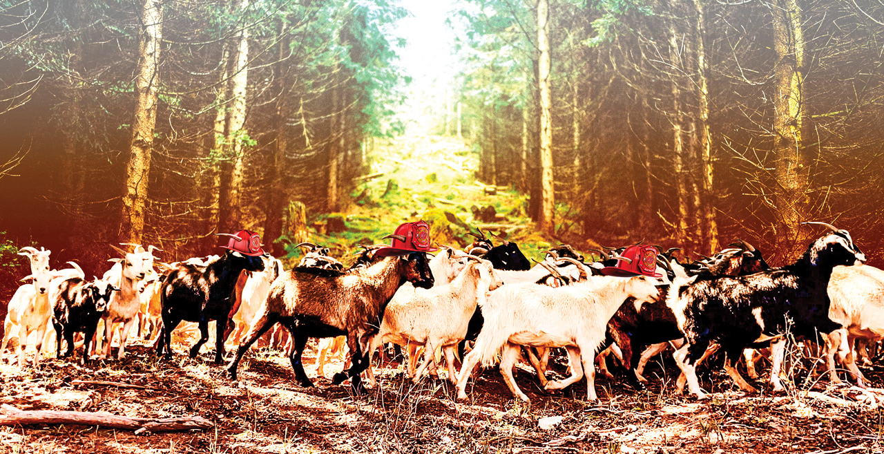 goats in forest
