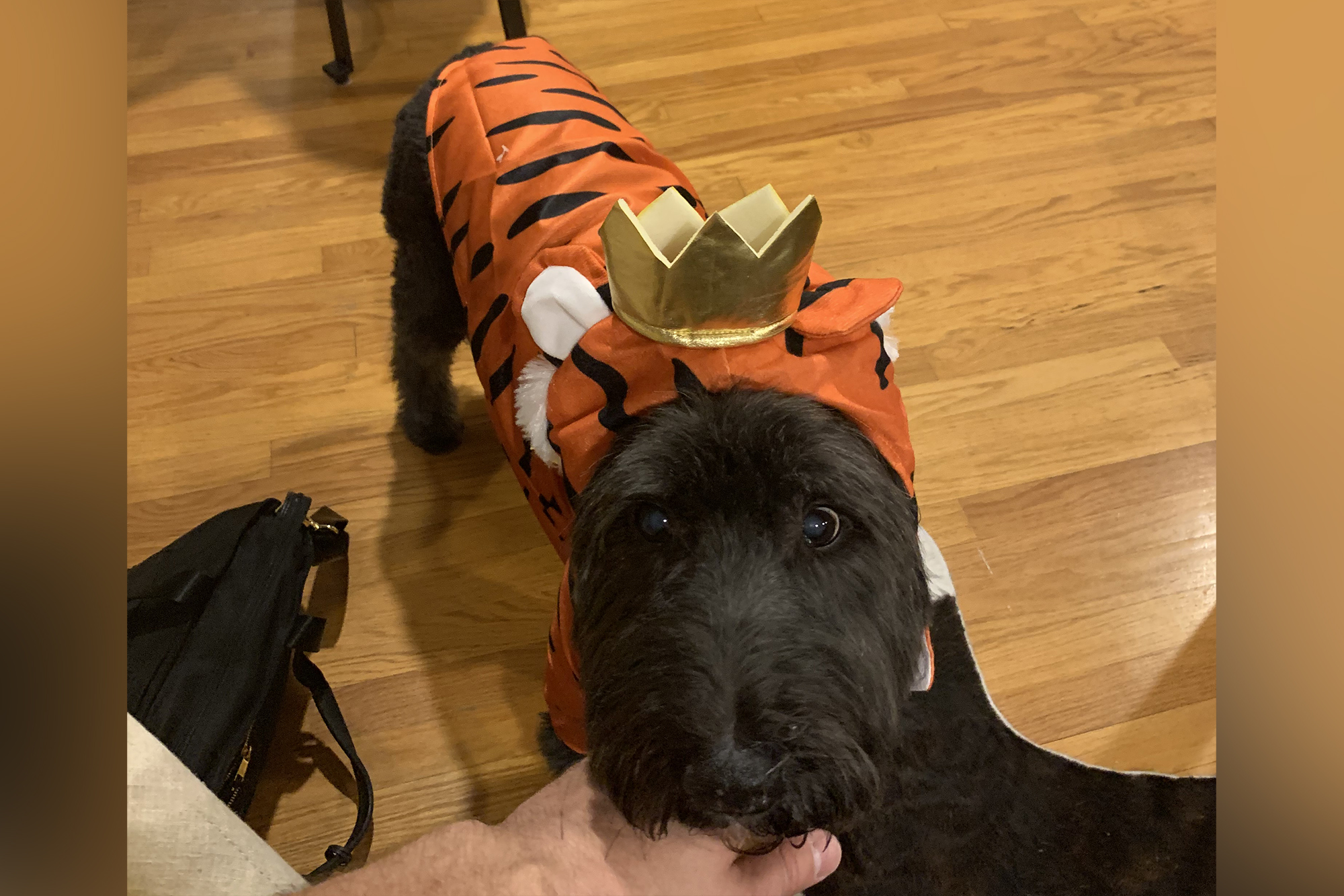 a dog dressed as a tiger with a crown on