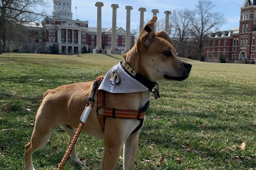 a dog in mizzou gear on the quad