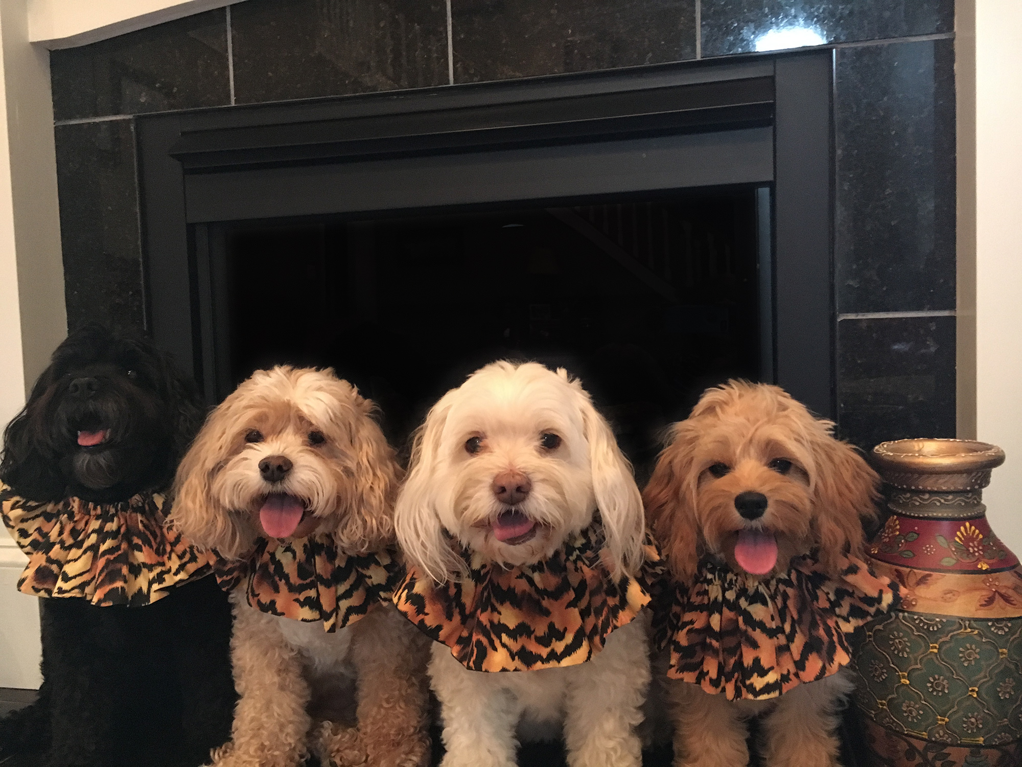four dogs in tiger scarves