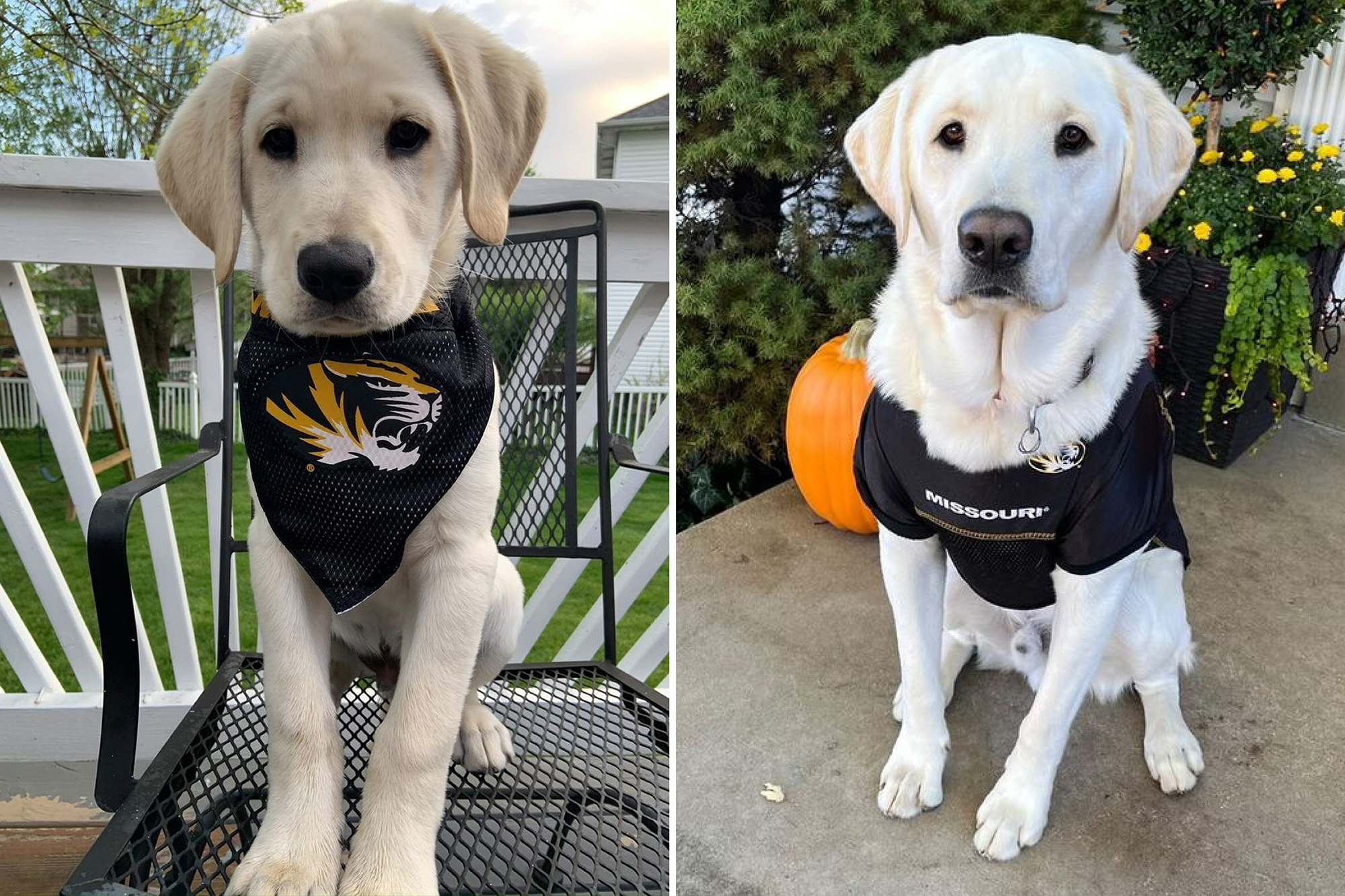 photo of a lab as a puppy and adult, always wearing mizzou gear