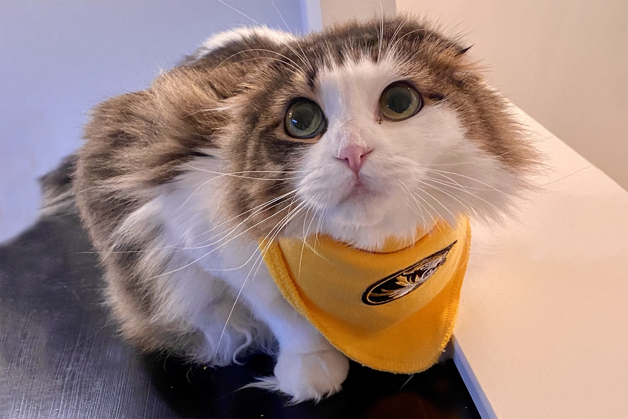 a cute cat in a mizzou scarf