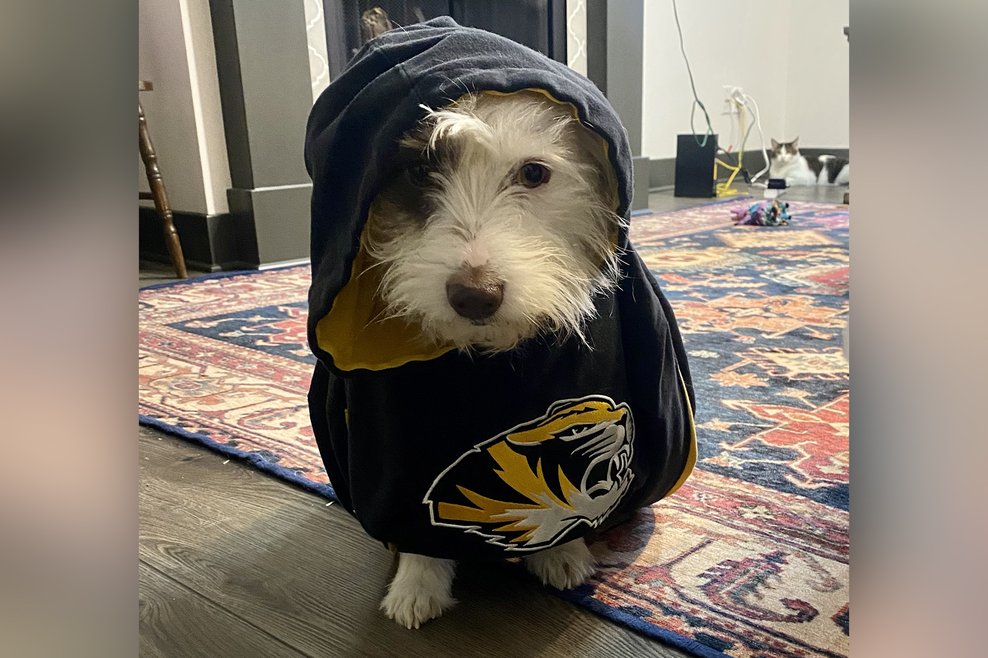 a black and white dog in a mizzou hoodie